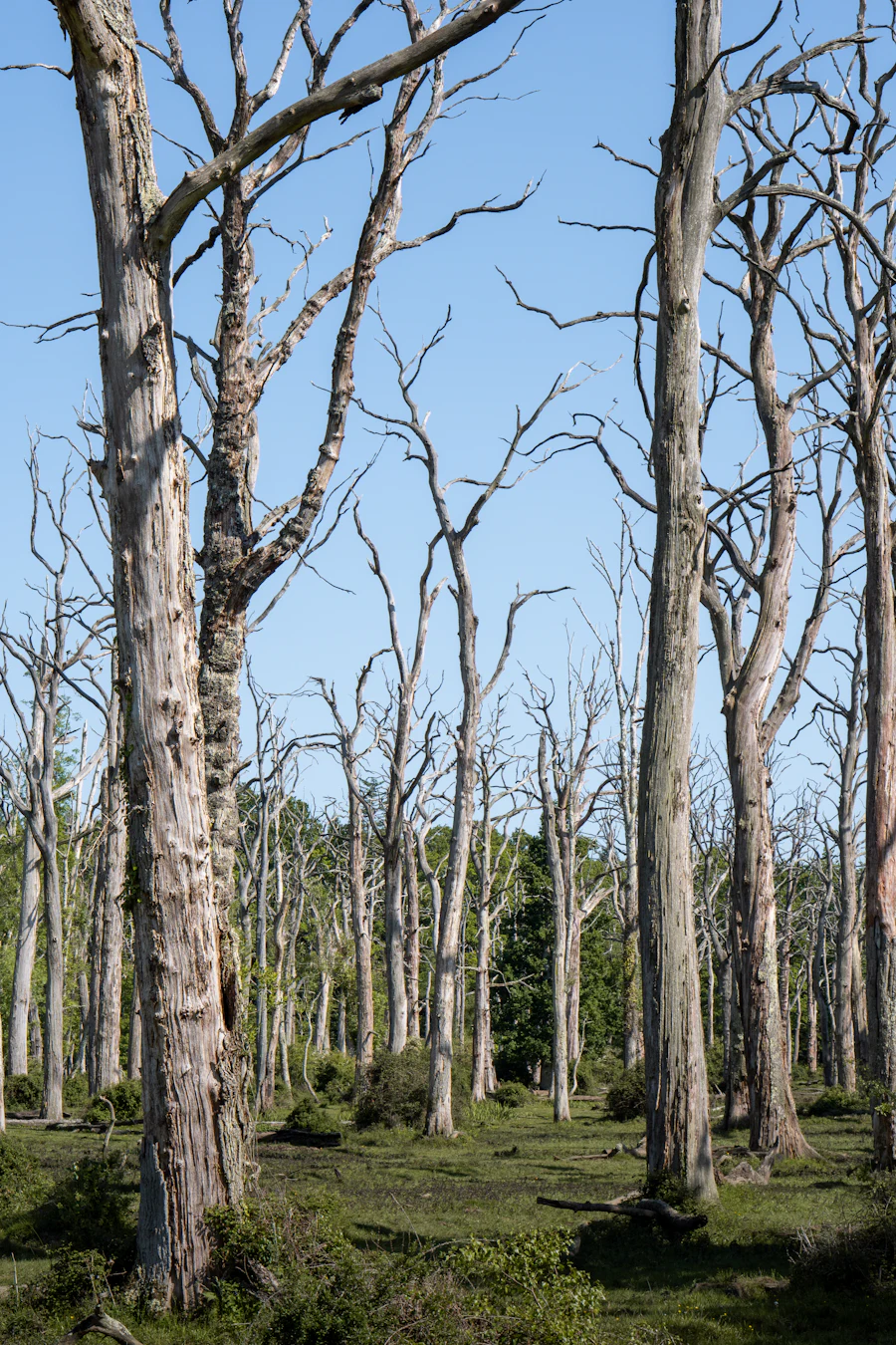 Des arbres morts se dressent dans une forêt sous un ciel bleu.
